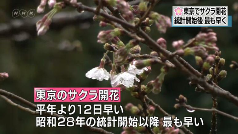 Start of cherry blossom season declared in Tokyo