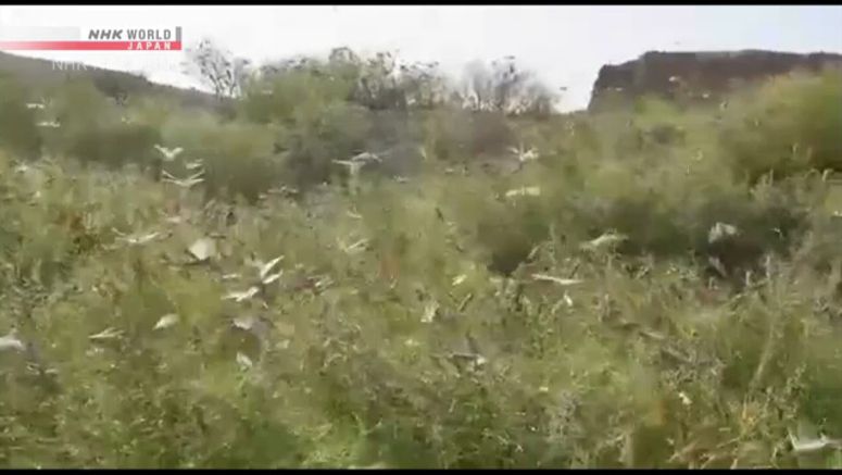 Japan helping Pakistan fight locust swarms Japan helping Pakistan fight locust swarms