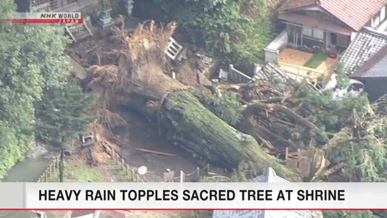 Heavy rain brings down sacred tree at Gifu shrine