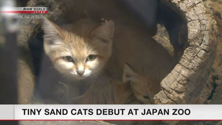 Baby sand cats debut at Tochigi zoo