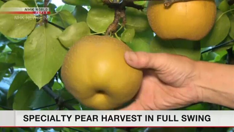 Harvest of specialty pear peaks in Saitama