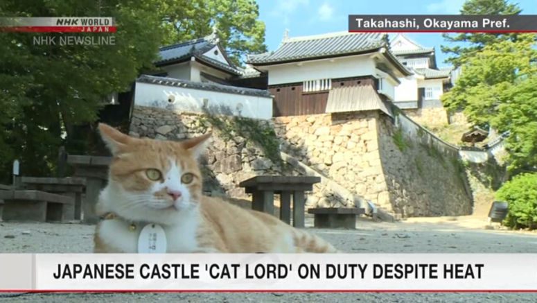 'Cat lord' of Japan castle on duty in heat wave