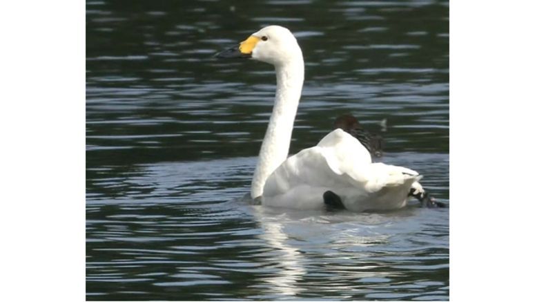 Migrating swans arrive at Lake Hyoko