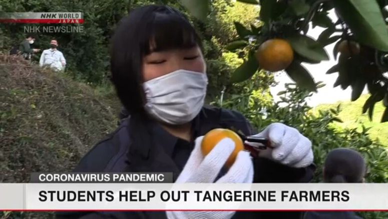 High school students help out tangerine farmers