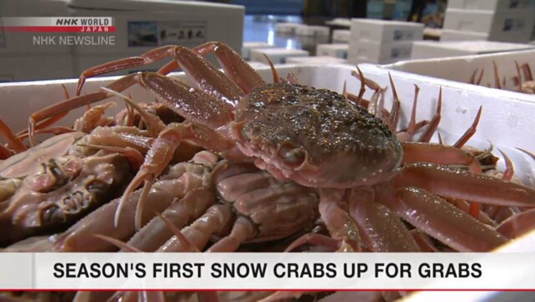 Season's 1st snow crabs auctioned in Tottori