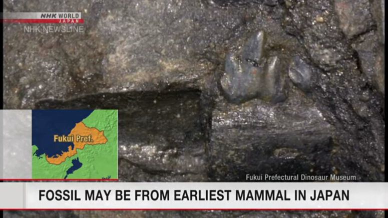 Fossil may be of one of oldest mammals in Japan