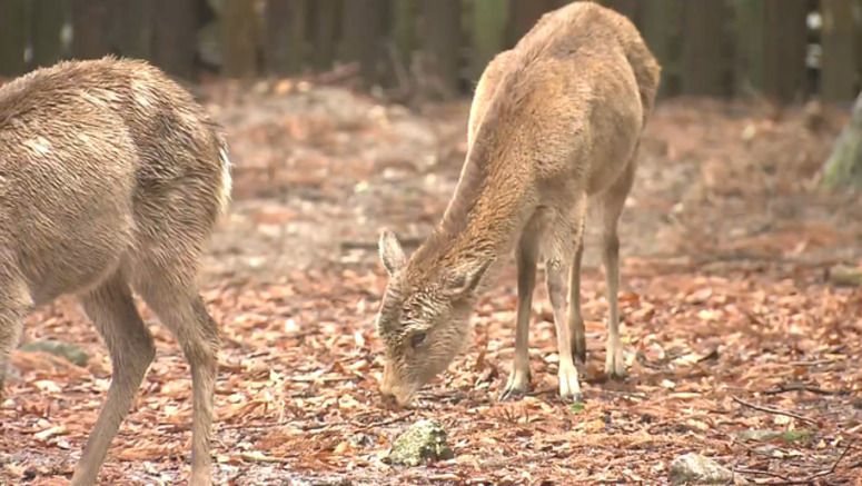Man arrested for killing Nara deer