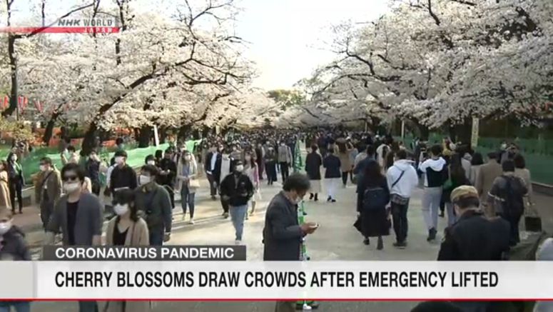 Cherry blossoms draw crowds after emergency lifted