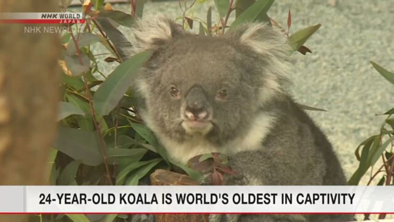 24-year-old koala is world's oldest in captivity