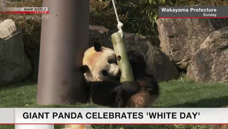 Giant panda gets White Day gifts