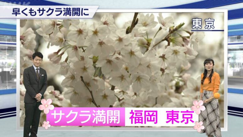 Cherry trees in full bloom in Tokyo