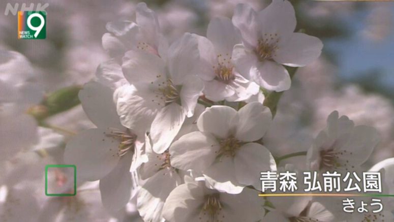 Cherry blossoms in full bloom in Hirosaki