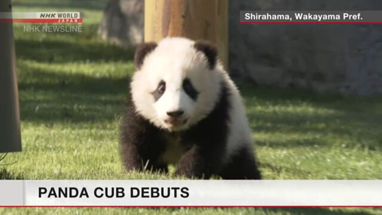 Panda cub makes outdoor debut at Japanese zoo