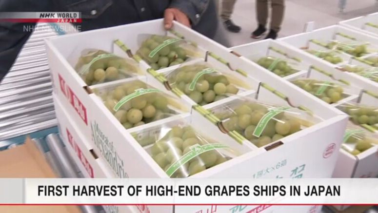 Okayama farmers start shipping 'Queen of Grapes'