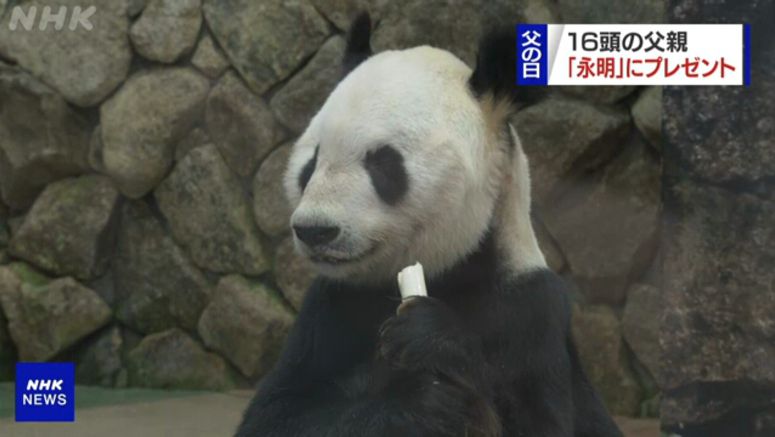 Panda at Wakayama zoo gets Father's Day gift