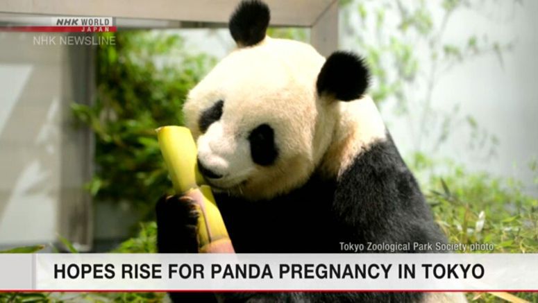 Panda at Ueno zoo shows sign of pregnancy