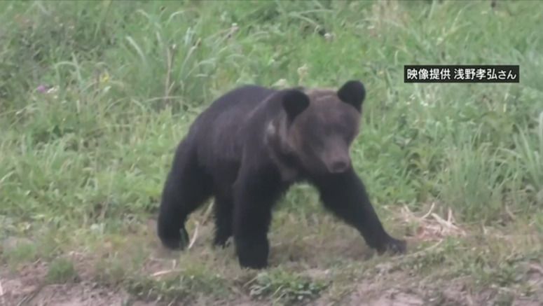 Bear killed after attacking 4 in Hokkaido