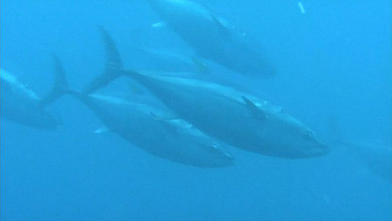 Japan proposes increasing tuna catch quotas