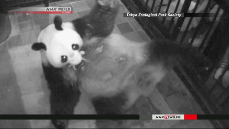 Panda at Tokyo zoo gives birth to twins