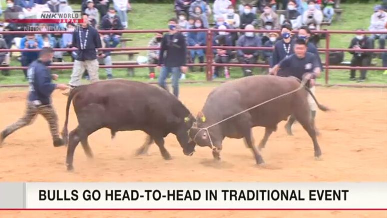 First bullfighting event of the year held in northeastern Japan