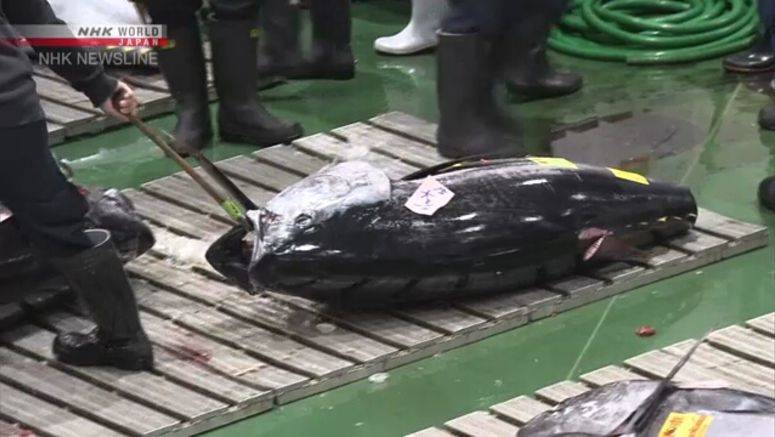 Toyosu market to resume public viewings of tuna auction
