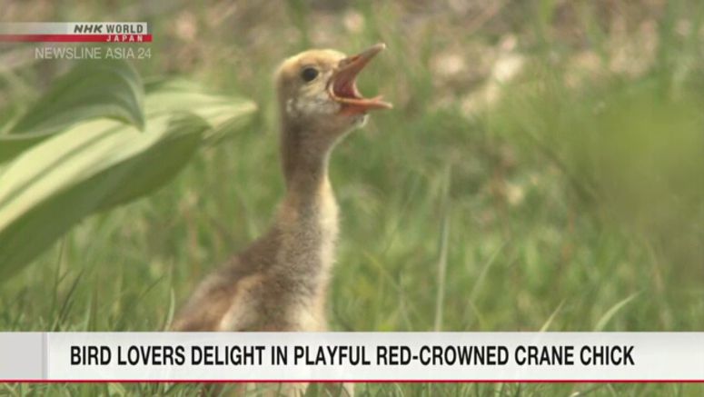 Red-crowned crane chick growing in Japanese facility
