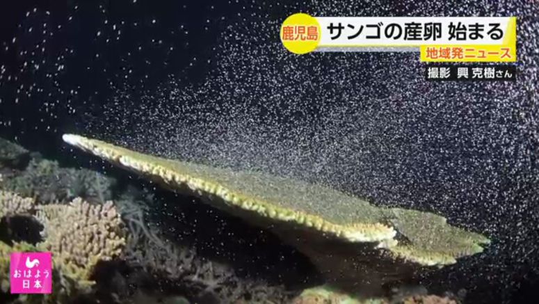 Coral spawning starts in Amami, southwestern Japan