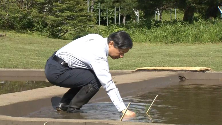 Emperor plants rice seedlings at Imperial Palace paddy field