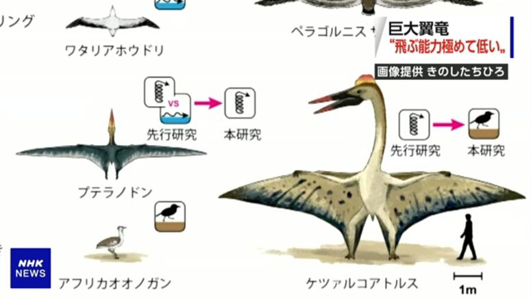 Japanese scientists say large pterosaurs could not fly too far