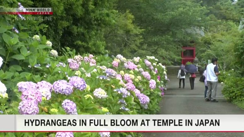 Hydrangeas in full bloom at Chiba temple
