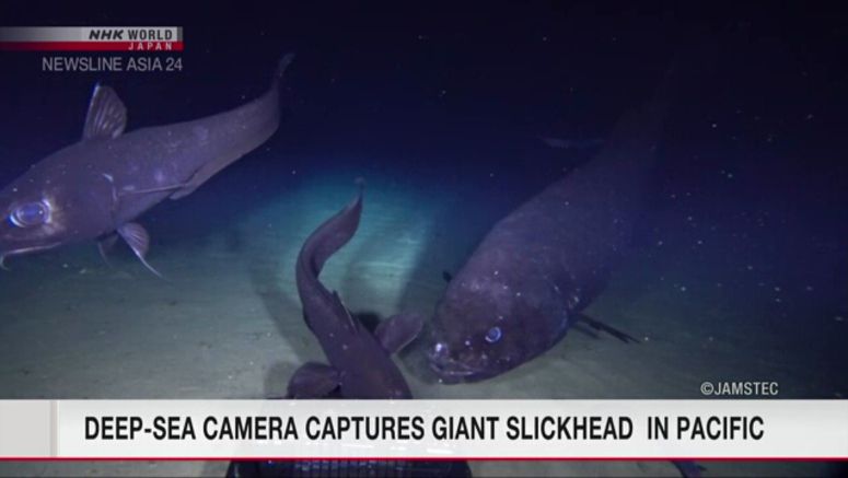 Deep-sea camera captures giant 'yokozuna iwashi' in Pacific