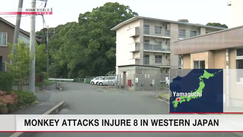 Wild monkeys attack 8 people in Yamaguchi over weekend