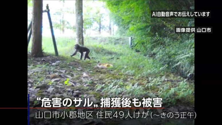 Wild monkey put down following attacks in western Japan