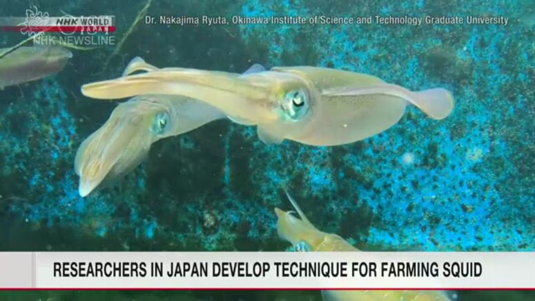 Researchers in Japan see hope in method to breed hard-to-farm squid