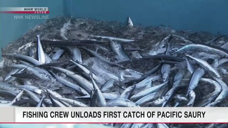 First catch of Pacific saury unloaded in Kesennuma