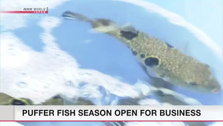 Puffer fish season open for business