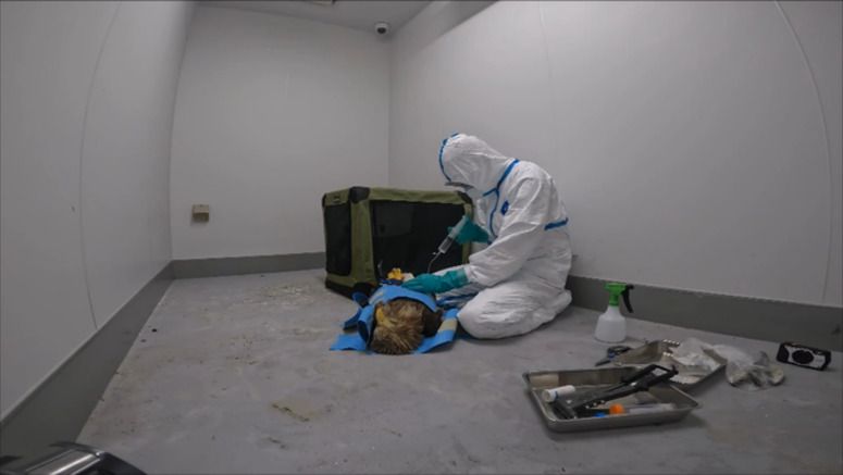 Study: Human drug effective in eagles infected with bird flu