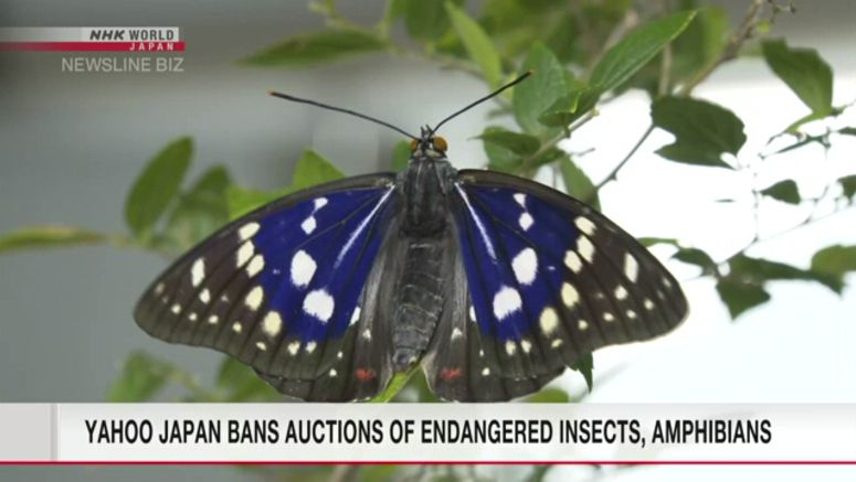 Yahoo Japan to ban auctions of endangered insects, amphibians