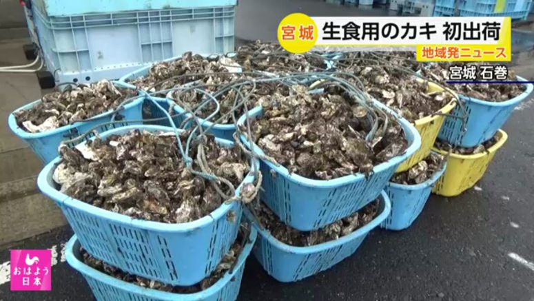 Shipments of raw oysters start in Miyagi Prefecture