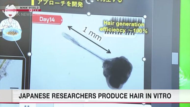Japanese researchers say they produced hair shafts in lab
