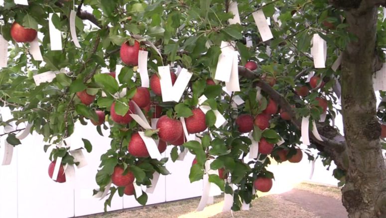 Apples harvested from Yoko Ono's installation Wish Tree in Aomori