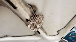 Junkyard Gem: 1981 Toyota Tercel Hatchback