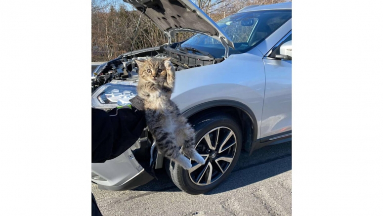 Kitten rescued from Nissan Rogue's engine compartment after highway ride