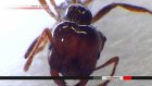 Japan to designate fire ants as an alien species that requires urgent action