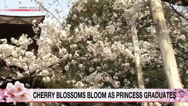 Cherry blossoms in full bloom in Tokyo