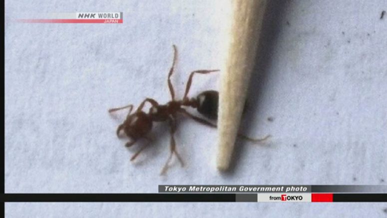 200 venomous fire ants spotted at Tokyo pier