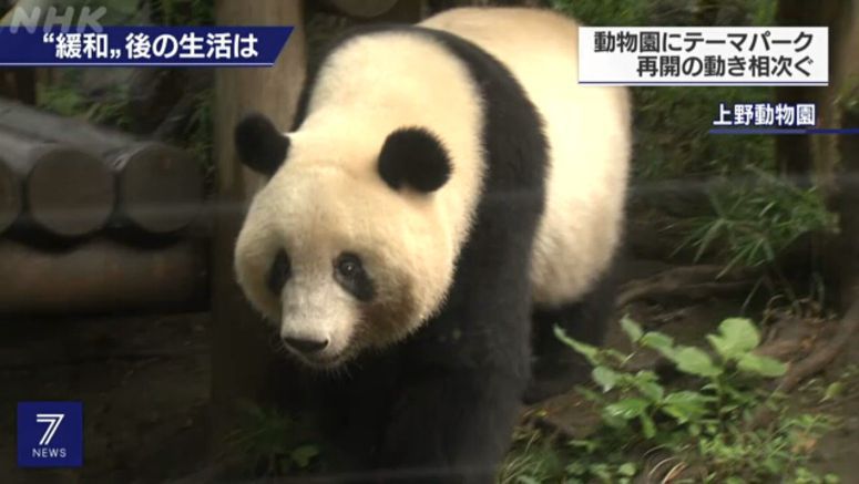 Giant panda attracts crowds as Ueno zoo reopens