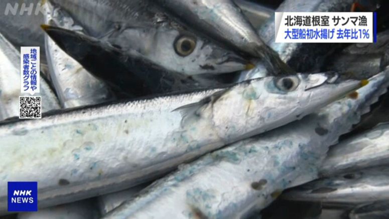 Large fishing vessels return with poor saury catch