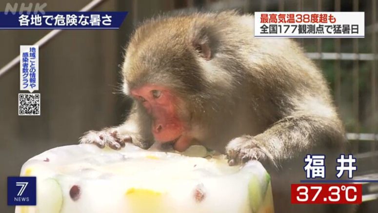 Monkeys cool off with icy fruits at Fukui zoo