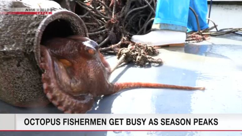 Fishing for 'Kanmon Straits octopus' reaches peak